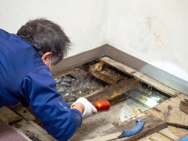 Attic Mold Removal in Prairie Du Chien, WI