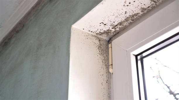 Best Certified Mold Removal  in Prairie Du Chien, WI