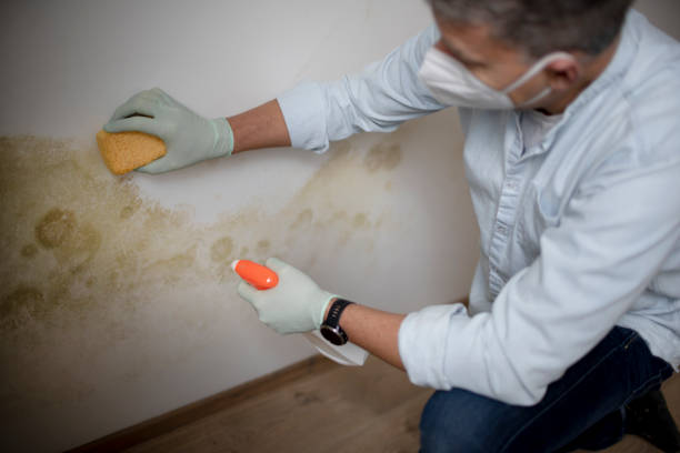 Best Professional Mold Removal  in Prairie Du Chien, WI